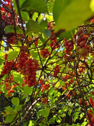 김기자(흰구름농원)님의 기타작물 · 영농일지 작성글 사진