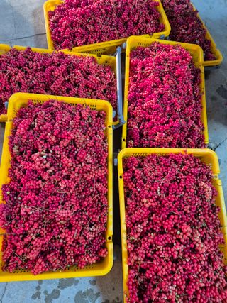 김기자(흰구름농원)님의 기타작물 · 영농일지 작성글 사진