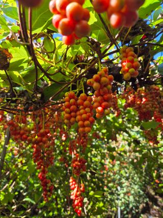 김기자(흰구름농원)님의 기타작물 · 영농일지 작성글 사진