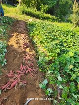 팜모닝 고구마·영농일지 게시글 이미지