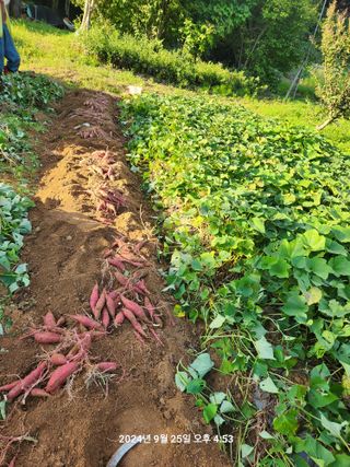 박재곤님의 고구마 · 영농일지 작성글 사진