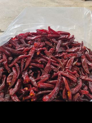 시금치7516최영숙님의 고추 · 영농일지 작성글 사진