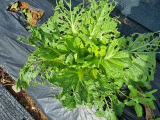 신일향님의 배추 · 영농일지 작성글 사진