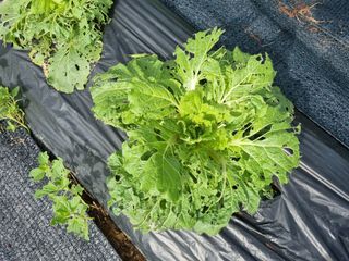 신일향님의 배추 · 영농일지 작성글 사진