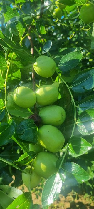 한량님의 배추 · 영농일지 작성글 사진