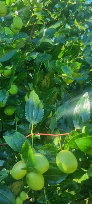 한량님의 배추 · 영농일지 작성글 사진