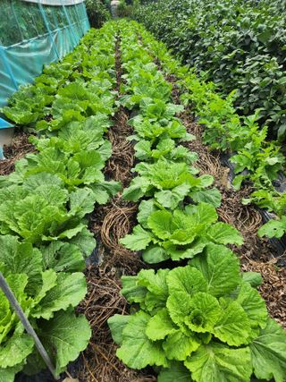 남광님의 마늘 · 영농일지 작성글 사진