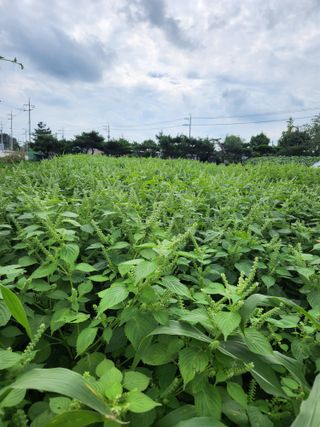 남광님의 마늘 · 영농일지 작성글 사진