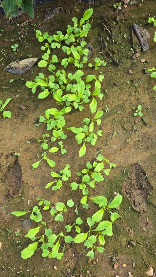 황규복(달구지)님의 자유주제 · 자유게시판 작성글 사진