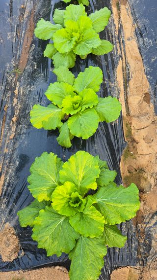 황규복(달구지)님의 자유주제 · 자유게시판 작성글 사진