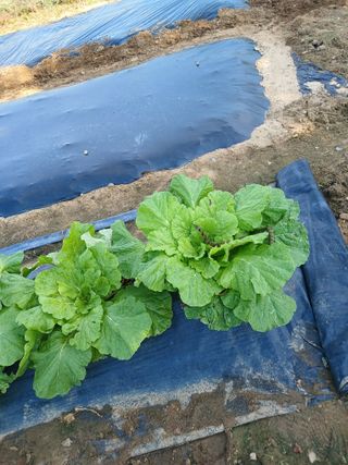 땅콩맘님의 자유주제 · 자유게시판 작성글 사진