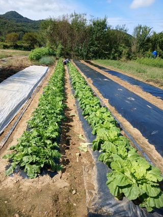 땅콩맘님의 자유주제 · 자유게시판 작성글 사진