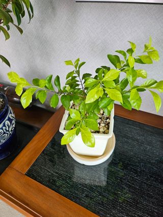 충남공주이도은님의 자유주제 · 자유게시판 작성글 사진