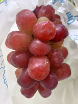 맞춤포도 드론방제님의 자유주제 · 자유게시판 작성글 사진