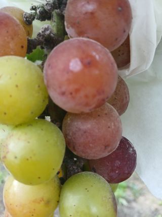 맞춤포도 드론방제님의 자유주제 · 자유게시판 작성글 사진