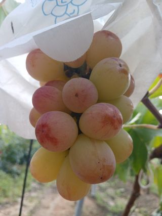 맞춤포도 드론방제님의 자유주제 · 자유게시판 작성글 사진