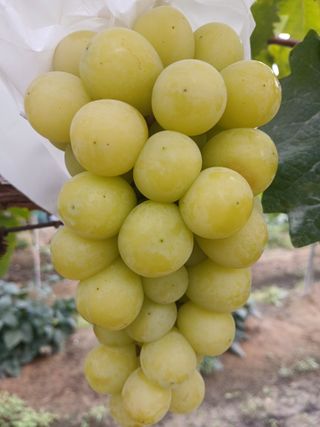 맞춤포도 드론방제님의 자유주제 · 자유게시판 작성글 사진