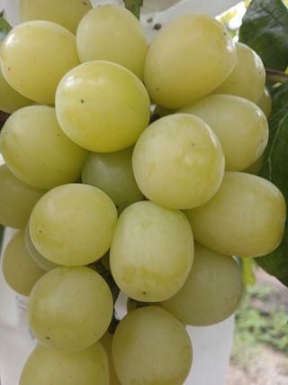 맞춤포도 드론방제님의 자유주제 · 자유게시판 작성글 사진