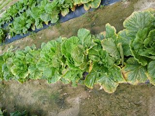 호박16023님의 배추 · 병해충상담 작성글 사진