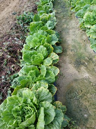 호박16023님의 배추 · 병해충상담 작성글 사진