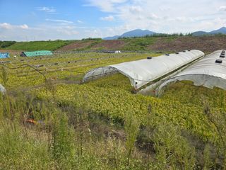 고령촌넘님의 벼 · 영농일지 작성글 사진