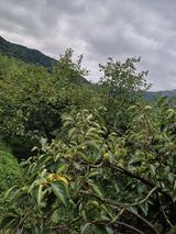 팜모닝 감·영농일지 게시글 이미지