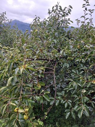 강뢰성님의 감 · 영농일지 작성글 사진