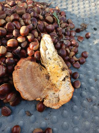 도토리아줌마님의 농사, 무엇이든 물어보세요! · 참여글 작성글 사진