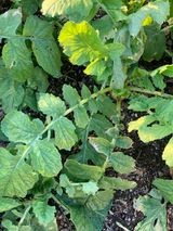 팜모닝 기타작물·병해충상담 게시글 이미지