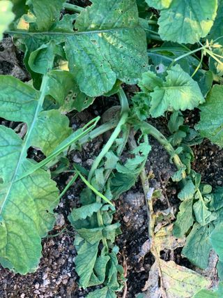 이계성님의 기타작물 · 병해충상담 작성글 사진