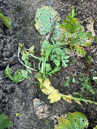 이계성님의 기타작물 · 병해충상담 작성글 사진