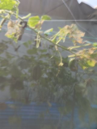 임태빈탑정호주말농장님의 농사, 무엇이든 물어보세요! · 참여글 작성글 사진