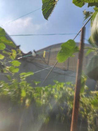 임태빈탑정호주말농장님의 농사, 무엇이든 물어보세요! · 참여글 작성글 사진