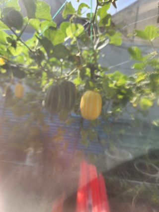 임태빈탑정호주말농장님의 농사, 무엇이든 물어보세요! · 참여글 작성글 사진