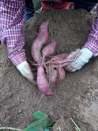 군고구마님의 고구마 · 영농일지 작성글 사진