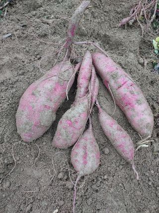 군고구마님의 고구마 · 영농일지 작성글 사진