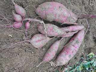 군고구마님의 고구마 · 영농일지 작성글 사진