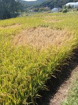 팜모닝 벼·병해충상담 게시글 이미지