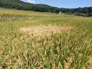 낙엽교목류17614님의 벼 · 병해충상담 작성글 사진
