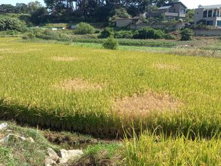 낙엽교목류17614님의 벼 · 병해충상담 작성글 사진