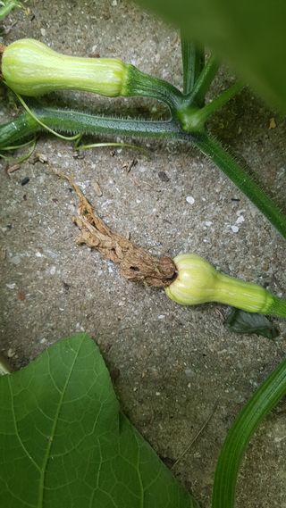 청개구리양님의 호박 · 병해충상담 작성글 사진