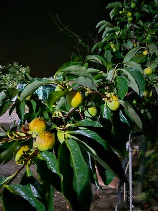 안태수님의 자유주제 · 자유게시판 작성글 사진