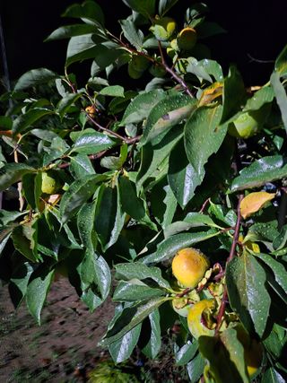 안태수님의 자유주제 · 자유게시판 작성글 사진