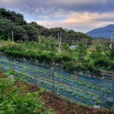 팜모닝 더운 가을, 농사 괜찮으신가요?·참여글 게시글 이미지