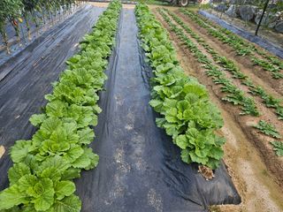 왕궁농장님의 더운 가을, 농사 괜찮으신가요? · 참여글 작성글 사진