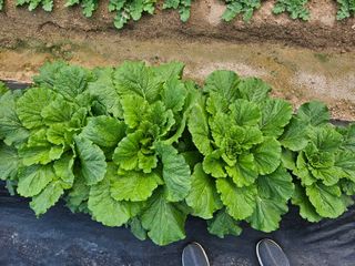 왕궁농장님의 더운 가을, 농사 괜찮으신가요? · 참여글 작성글 사진