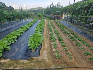왕궁농장님의 더운 가을, 농사 괜찮으신가요? · 참여글 작성글 사진