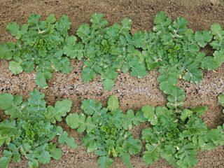 왕궁농장님의 더운 가을, 농사 괜찮으신가요? · 참여글 작성글 사진