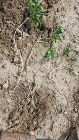 팜모닝 시금치·영농일지 게시글 이미지