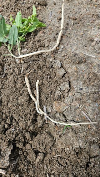 도초이삭님의 시금치 · 영농일지 작성글 사진